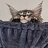 Symba participe au concours pour gagner de l'argent avec cette photo : cat, feline, blanket, paws, peeking, cozy, fur, ears, indoor, cute, pet, animal, resting, soft, sleepy, face, whiskers, tabby, gray, relaxed