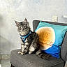 Symba participe au concours pour gagner de l'argent avec cette photo : cat, kitten, gray_cat, tabby, pet, chair, cushion, blue_harness, indoor, floor_tile, wall, curious, feline, fur, sitting, domestic_animal, household, animal, cute, young_cat