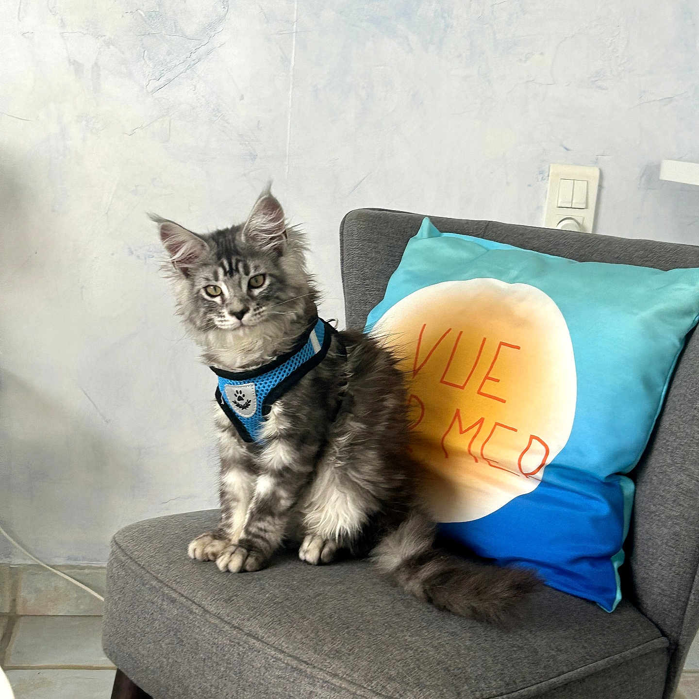 Symba participe au concours pour gagner de l'argent avec cette photo : cat, kitten, gray_cat, tabby, pet, chair, cushion, blue_harness, indoor, floor_tile, wall, curious, feline, fur, sitting, domestic_animal, household, animal, cute, young_cat