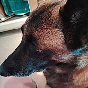 Narco participe au concours pour gagner de l'argent avec cette photo : dog, canine, german_shepherd, profile, close_up, fur, ear, nose, whiskers, pet, indoor, floor, cabinet, human_leg, pants, paw, portrait, brown_fur, side_view, domestic