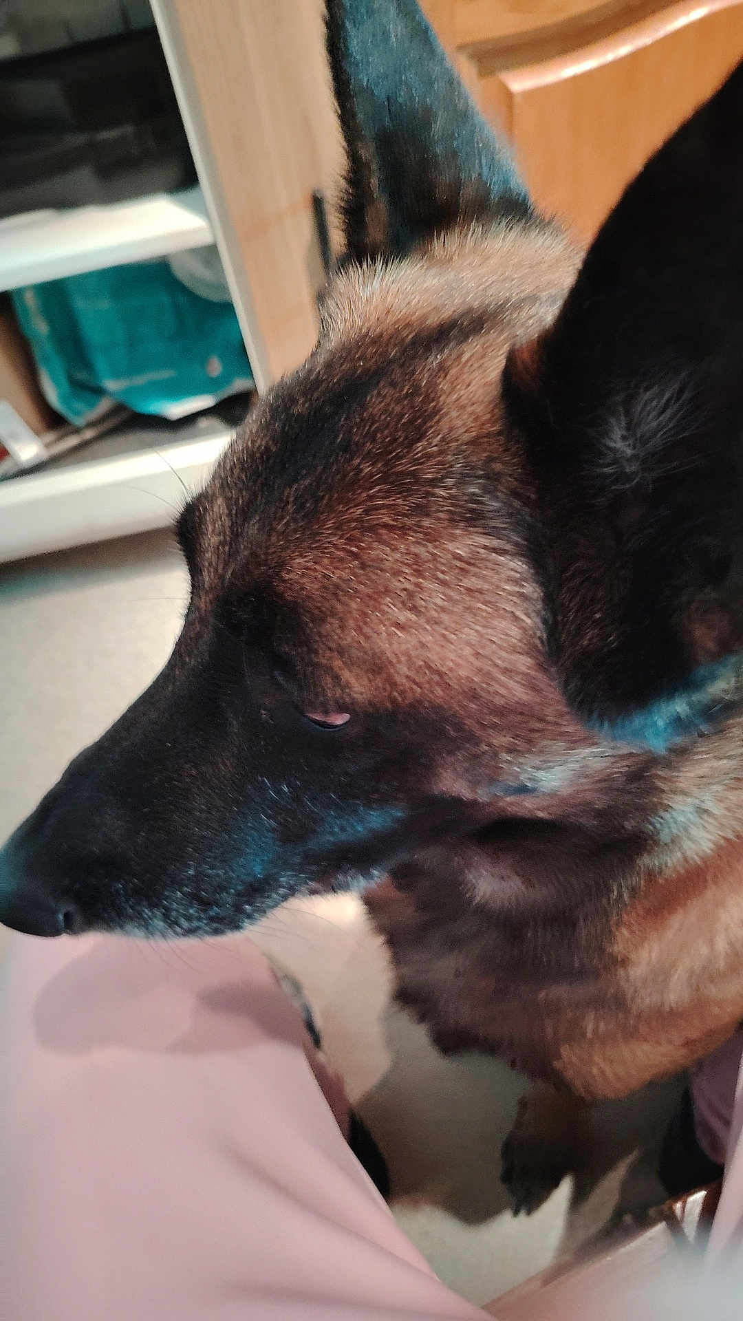 Narco participe au concours pour gagner de l'argent avec cette photo : dog, canine, german_shepherd, profile, close_up, fur, ear, nose, whiskers, pet, indoor, floor, cabinet, human_leg, pants, paw, portrait, brown_fur, side_view, domestic