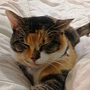 Jasmine a rejoint le concours — aidez-le/la à gagner de superbes lots ! cat, calico, pet, sleeping, bed, blanket, feline, domestic_animal, whiskers, fur, cozy, resting, indoor, cute, animal, tabby, relaxed, closeup, collar, comfort