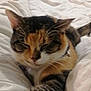 cat, calico, pet, sleeping, bed, blanket, feline, domestic_animal, whiskers, fur, cozy, resting, indoor, cute, animal, tabby, relaxed, closeup, collar, comfort