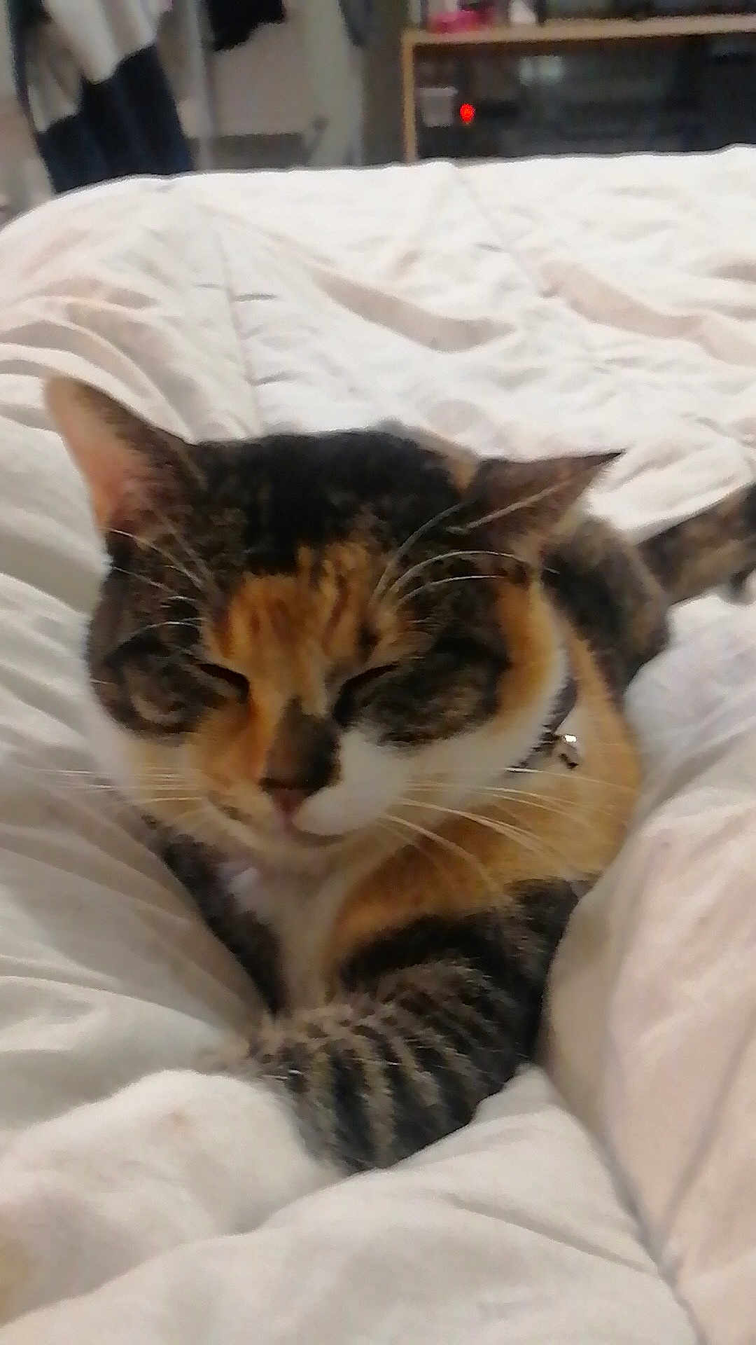 Jasmine a rejoint le concours — aidez-le/la à gagner de superbes lots ! cat, calico, pet, sleeping, bed, blanket, feline, domestic_animal, whiskers, fur, cozy, resting, indoor, cute, animal, tabby, relaxed, closeup, collar, comfort