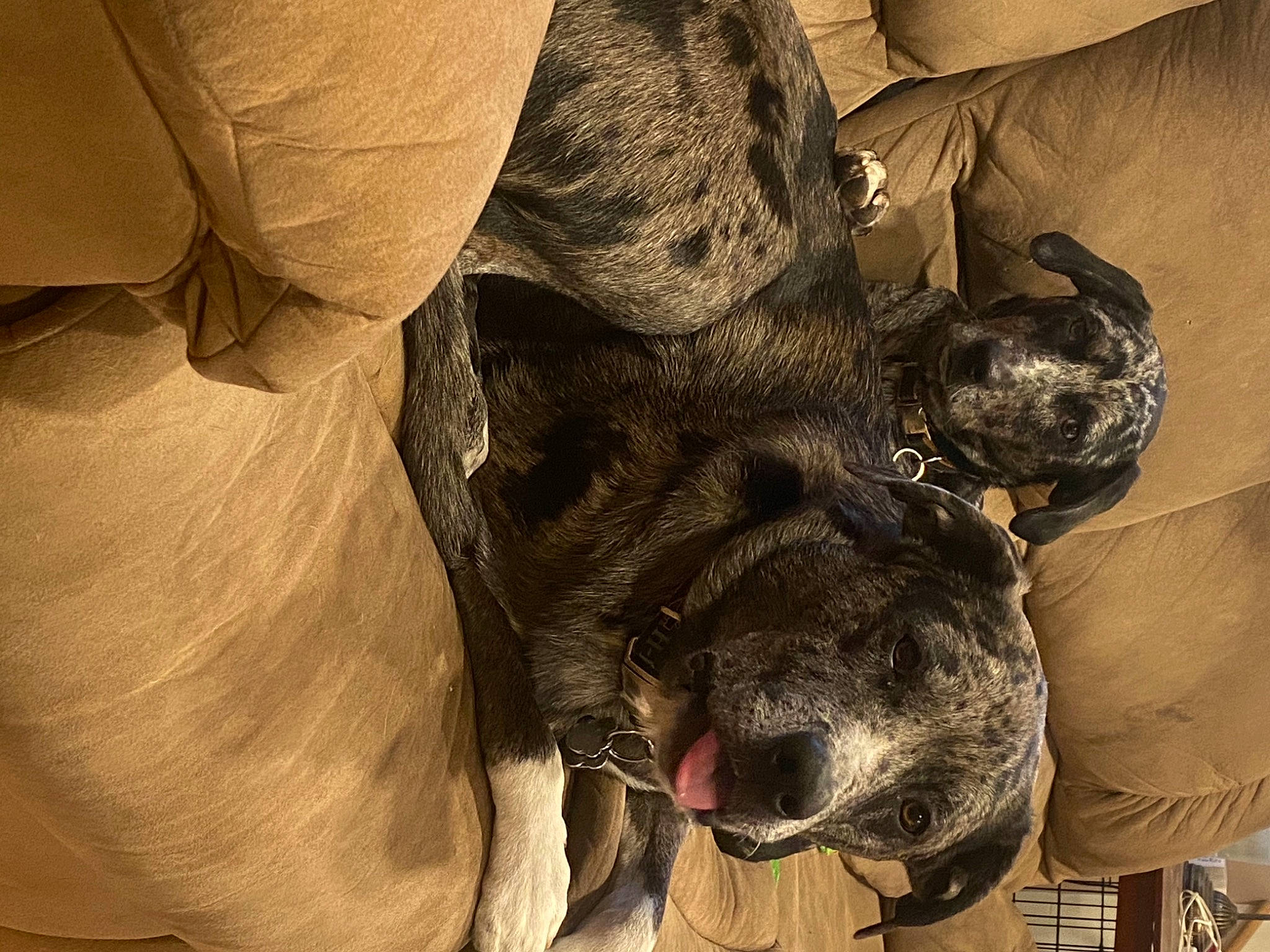 Gizmo joined the competition — help win amazing prizes! canidae, carnivore, comfort, companion_dog, dog, dog_breed, fur, hunting_dog, jaw, liver, snout, sporting_group, terrestrial_animal, tongue, tooth, vertebrate, whiskers, working_animal, working_dog, wrinkle