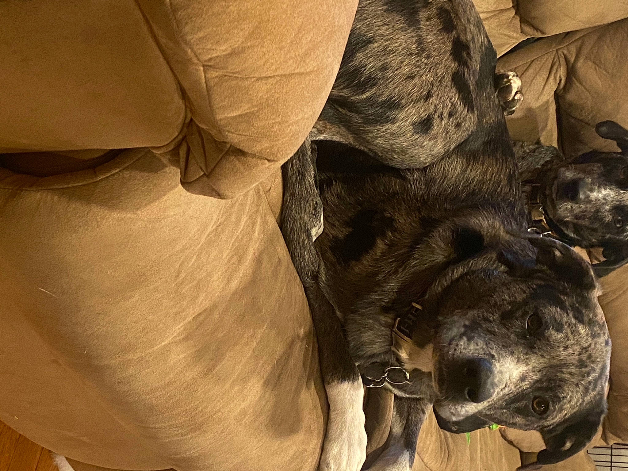 Gizmo joined the competition — help win amazing prizes! canidae, carnivore, comfort, companion_dog, dog, dog_breed, fawn, khaki, liver, snout, sporting_group, working_animal, working_dog, wrinkle