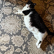 Oreo joined the competition — help win amazing prizes! cat, black_and_white, lying_down, indoor, carpet, patterned_rug, pet, feline, relaxed, fluffy, whiskers, paws, fur, domestic_cat, cute, animal, resting, cozy, home, lazy
