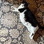cat, black_and_white, lying_down, indoor, carpet, patterned_rug, pet, feline, relaxed, fluffy, whiskers, paws, fur, domestic_cat, cute, animal, resting, cozy, home, lazy