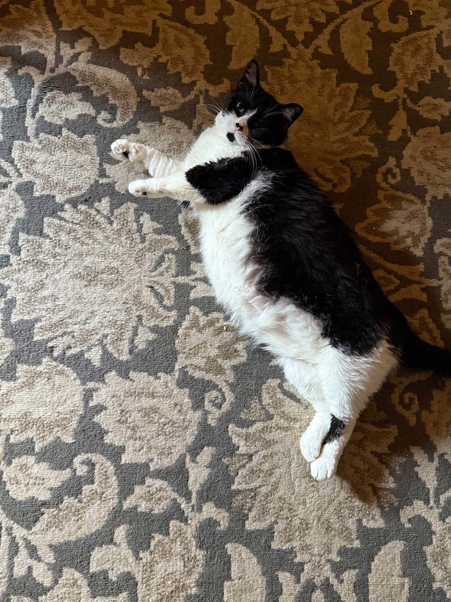 Oreo