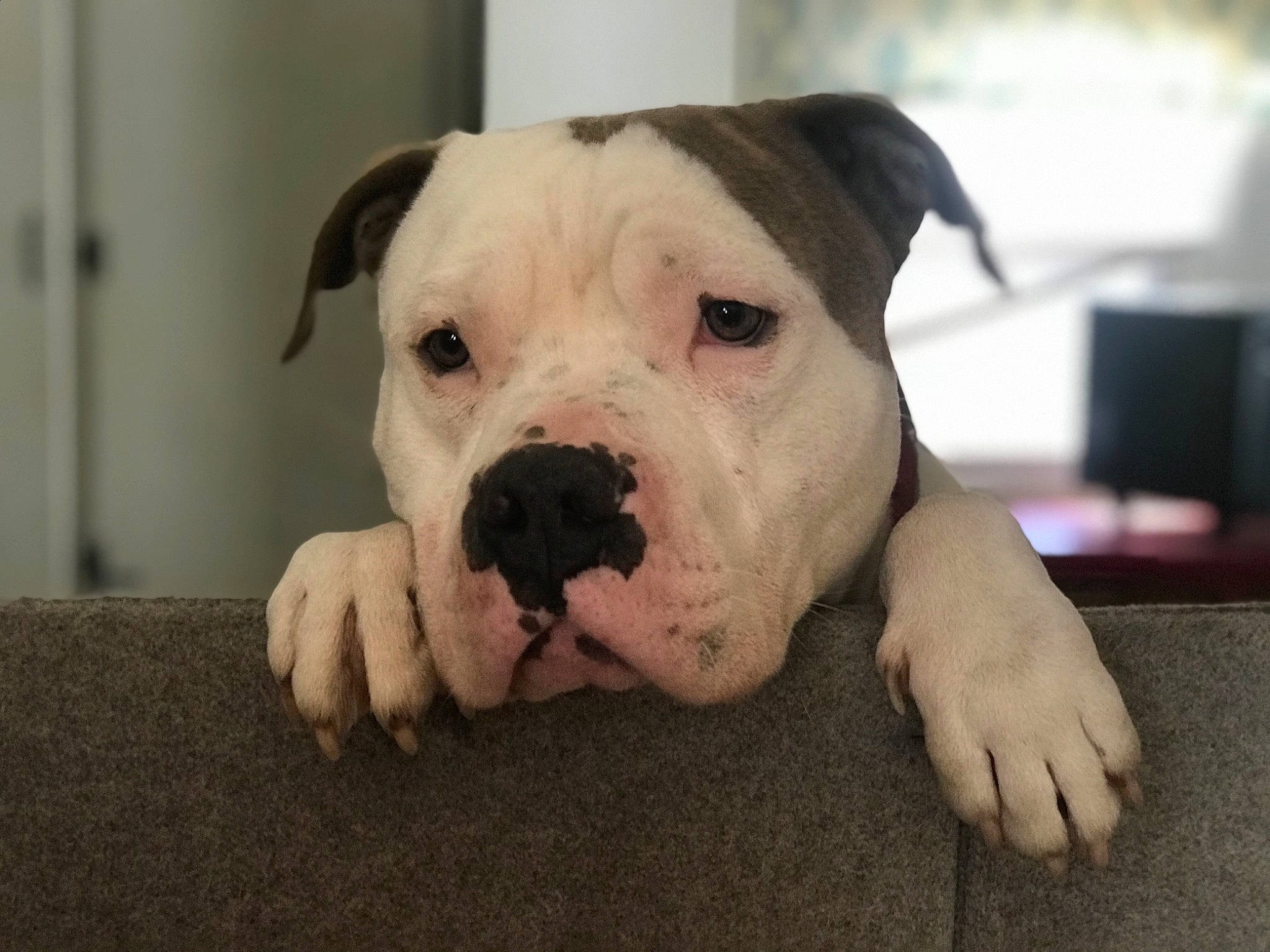 Hulk joined the competition — help win amazing prizes! american_bulldog, australian_bulldog, bulldog, canidae, carnivore, companion_dog, cordoba_fighting_dog, dog, dog_breed, dorset_olde_tyme_bulldogge, mammal, non_sporting_group, old_english_bulldog, olde_english_bulldogge, rare_breed_dog, snout, toy_bulldog, valley_bulldog, vertebrate, white_english_bulldog