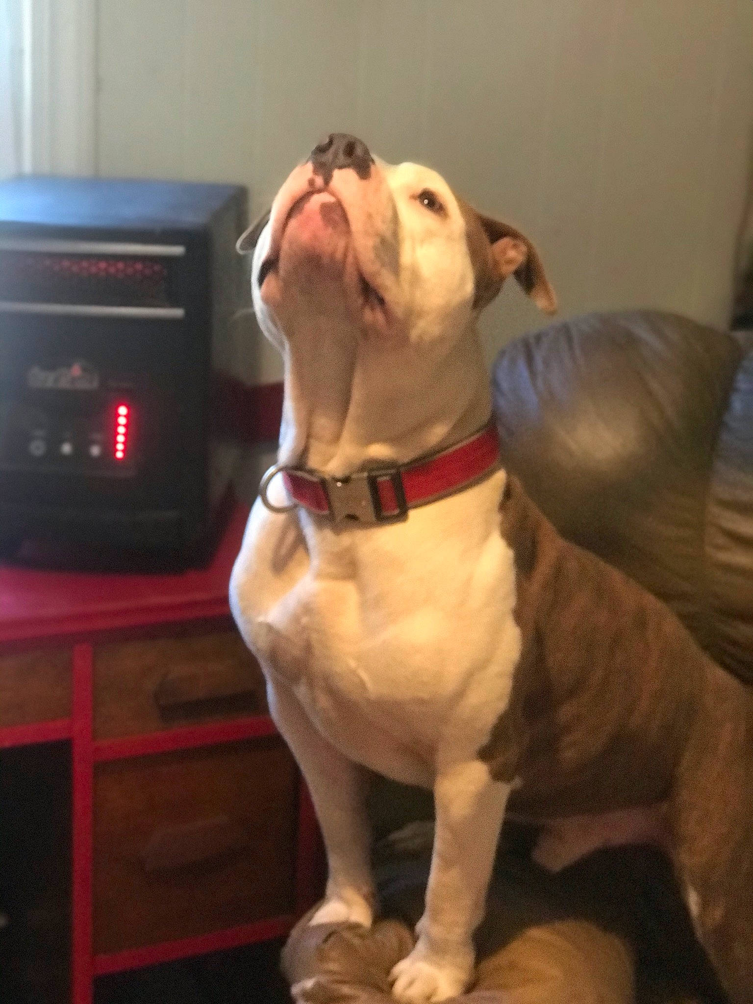 Hulk is registered to the contest to win money with this photo: american_bulldog, american_pit_bull_terrier, australian_bulldog, bulldog, canidae, carnivore, companion_dog, dog, dog_breed, dorset_olde_tyme_bulldogge, fawn, mammal, non_sporting_group, nose, old_english_bulldog, olde_english_bulldogge, pit_bull, rare_breed_dog, snout, valley_bulldog