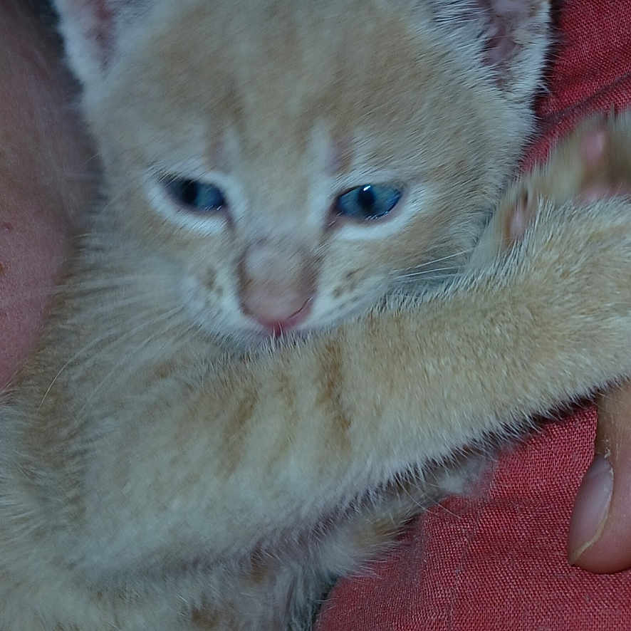 Noopy participe au concours pour gagner de l'argent avec cette photo : abyssinian, animal, bodypart, cat, finger, hand, kitten, manx, person, pet, siamese