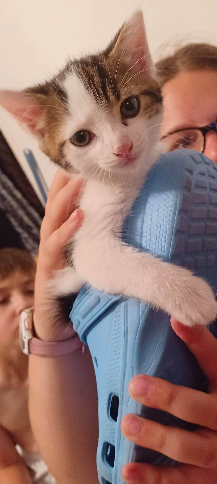 Bounty participe au concours pour gagner de l'argent avec cette photo : carnivore, cat, comfort, domestic_short_haired_cat, ear, eyelash, fawn, felidae, finger, fur, gesture, iris, nail, nose, paw, skin, small_to_medium_sized_cats, snout, thumb, whiskers