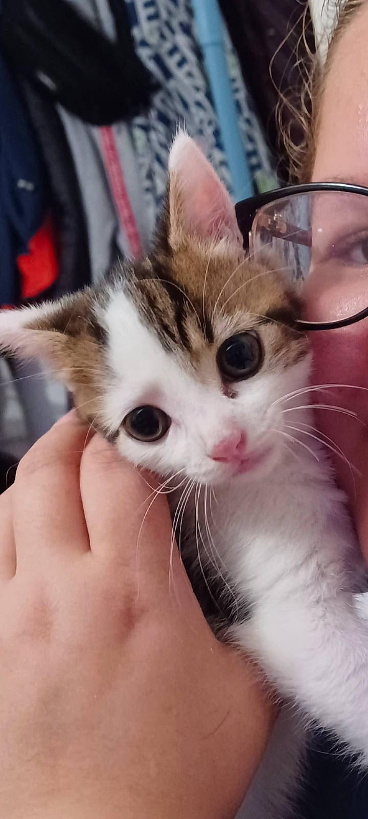 Bounty a rejoint le concours — aidez-le/la à gagner de superbes lots ! carnivore, cat, claw, domestic_short_haired_cat, ear, eyelash, eyewear, fawn, felidae, fur, gesture, glasses, hand, nail, paw, photo_caption, small_to_medium_sized_cats, snout, thumb, whiskers