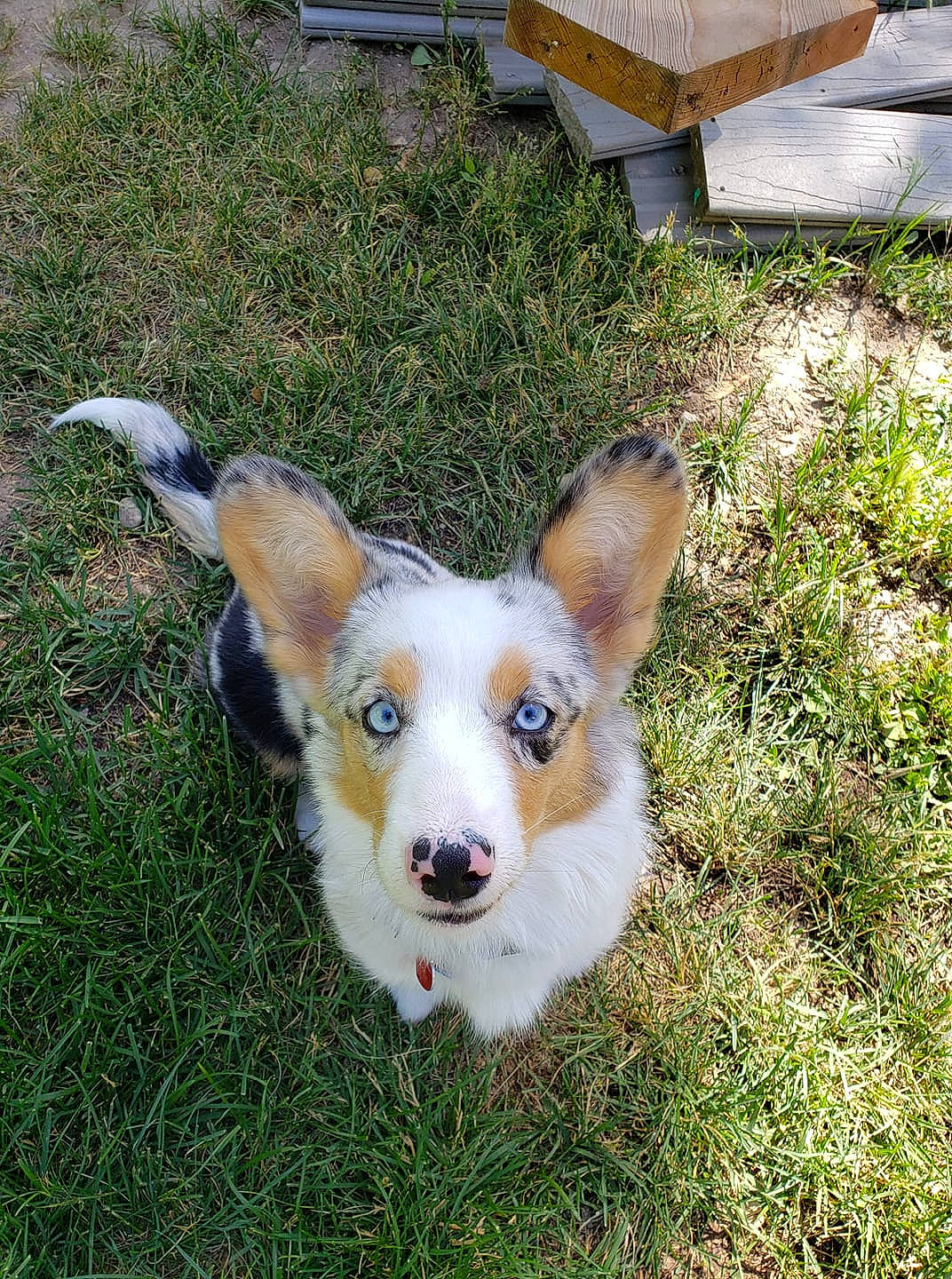 Sif Bonbon is registered to the contest to win money with this photo: australian_collie, australian_shepherd, canidae, cardigan_welsh_corgi, carnivore, companion_dog, dog, dog_breed, grass, mammal, puppy, texas_heeler, vertebrate, welsh_corgi, welsh_sheepdog, working_dog