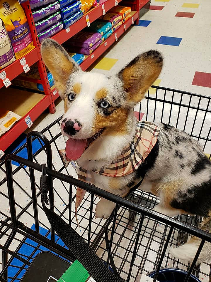 Sif Bonbon is registered to the contest to win money with this photo: animal_shelter, cage, canidae, canis, cardigan_welsh_corgi, carnivore, companion_dog, dog, dog_breed, ear, herding_dog, koolie, mammal, pembroke_welsh_corgi, play, puppy, snout, welsh_corgi