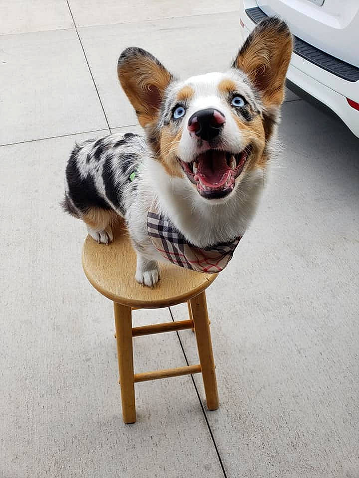 Sif Bonbon is registered to the contest to win money with this photo: australian_shepherd, canidae, cardigan_welsh_corgi, carnivore, chair, companion_dog, dog, dog_breed, ear, fawn, fur, herding_dog, koolie, mammal, pembroke_welsh_corgi, puppy, sitting, sporting_group, table, welsh_corgi