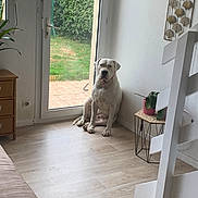 Rosalie a rejoint le concours — aidez-le/la à gagner de superbes lots ! animal, calm, dog, domestic, door, floor, furniture, glass_door, greenery, home_interior, indoor, pet, plant, resting, seated, side_table, staircase, white_dog, window, wooden_floor
