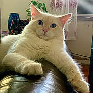 Leo is registered to the contest to win money with this photo: cat, fluffy, cream_colored, pet, indoor, leather, couch, paw, relaxed, feline, home, curtains, window, air_conditioner, plant, furniture, cozy, animal, portrait, resting