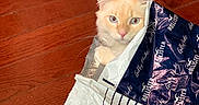 Leo joined the competition — help win amazing prizes! cat, shopping_bag, wooden_floor, indoor, curious, pet, animal, cream_colored, blue_eyes, sunlight, soft_fur, crinkly_bag, peeking, playful, cozy, closeup, domestic_cat, feline, sitting, looking