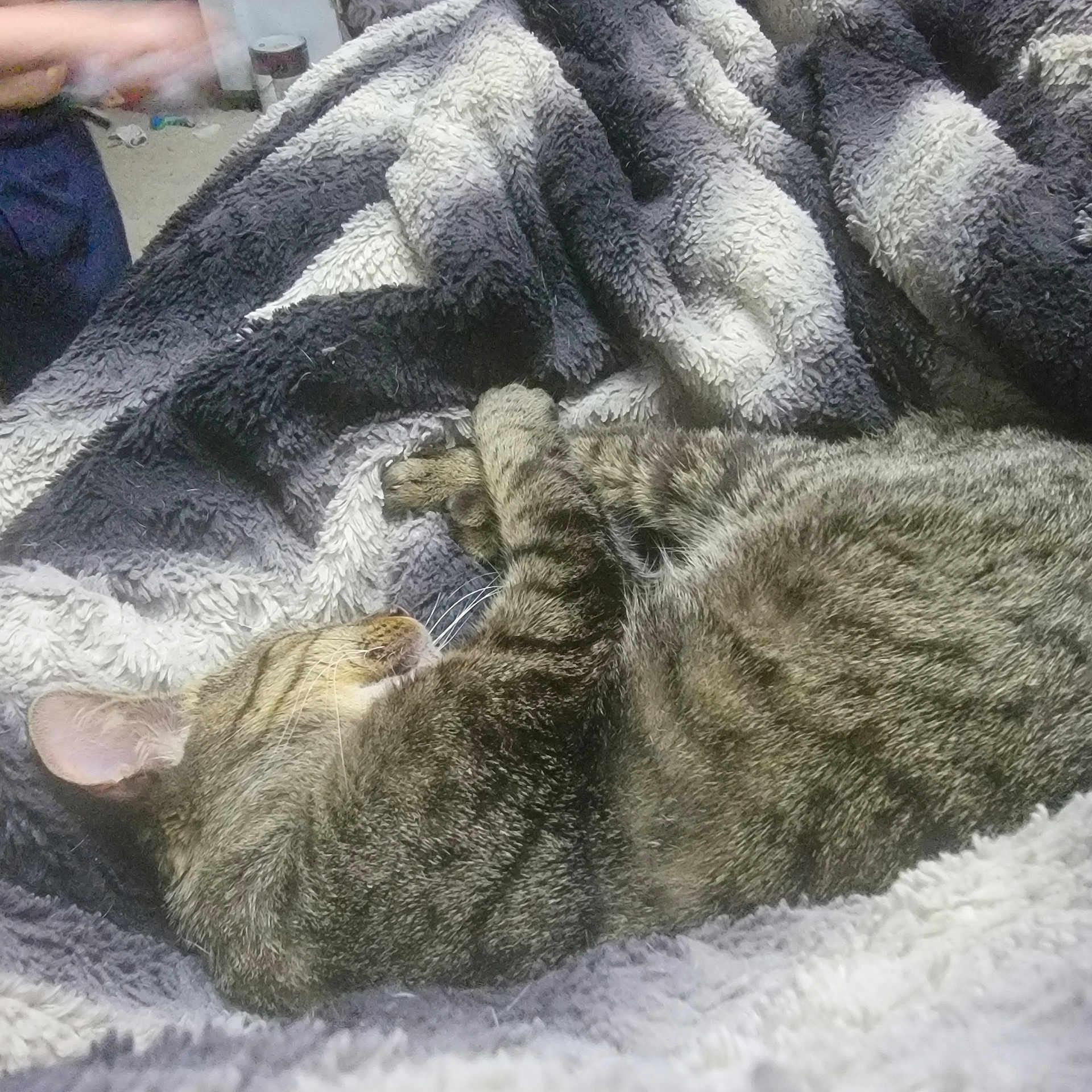 Gizmo is registered to the contest to win money with this photo: animal, bed, blanket, cat, comfort, cozy, cute, domestic_cat, feline, fur, indoor, nap, pet, relaxing, resting, sleeping, soft, striped, tabby, whiskers