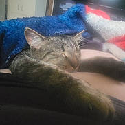 Gizmo joined the competition — help win amazing prizes! cat, tabby, sleeping, blanket, cozy, furry, paw, indoor, resting, cute, domestic_animal, pet, fur, animal, relaxing, closeup, comfort, soft, warm, napping