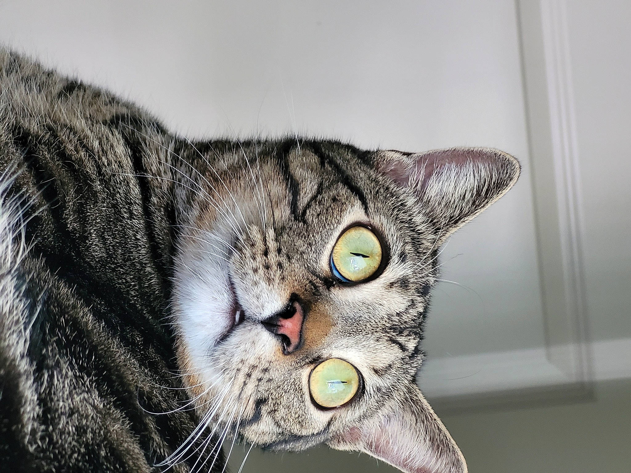 Bubbie joined the competition — help win amazing prizes! art, bobcat, carnivore, cat, domestic_short_haired_cat, felidae, fur, grey, lynx, mammal, organism, small_to_medium_sized_cats, snout, terrestrial_animal, vertebrate, whiskers, wildlife, window