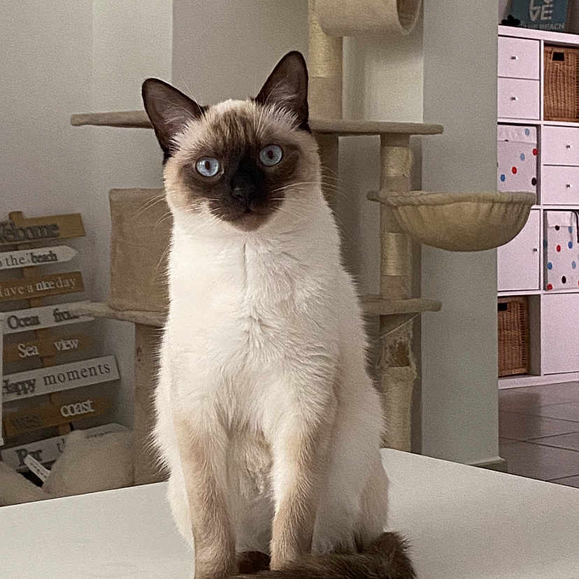 Uno a rejoint le concours — aidez-le/la à gagner de superbes lots ! angora, animal, box, cat, desk, drawer, furniture, kitten, manx, pet, plywood, shelf, siamese, table, wood