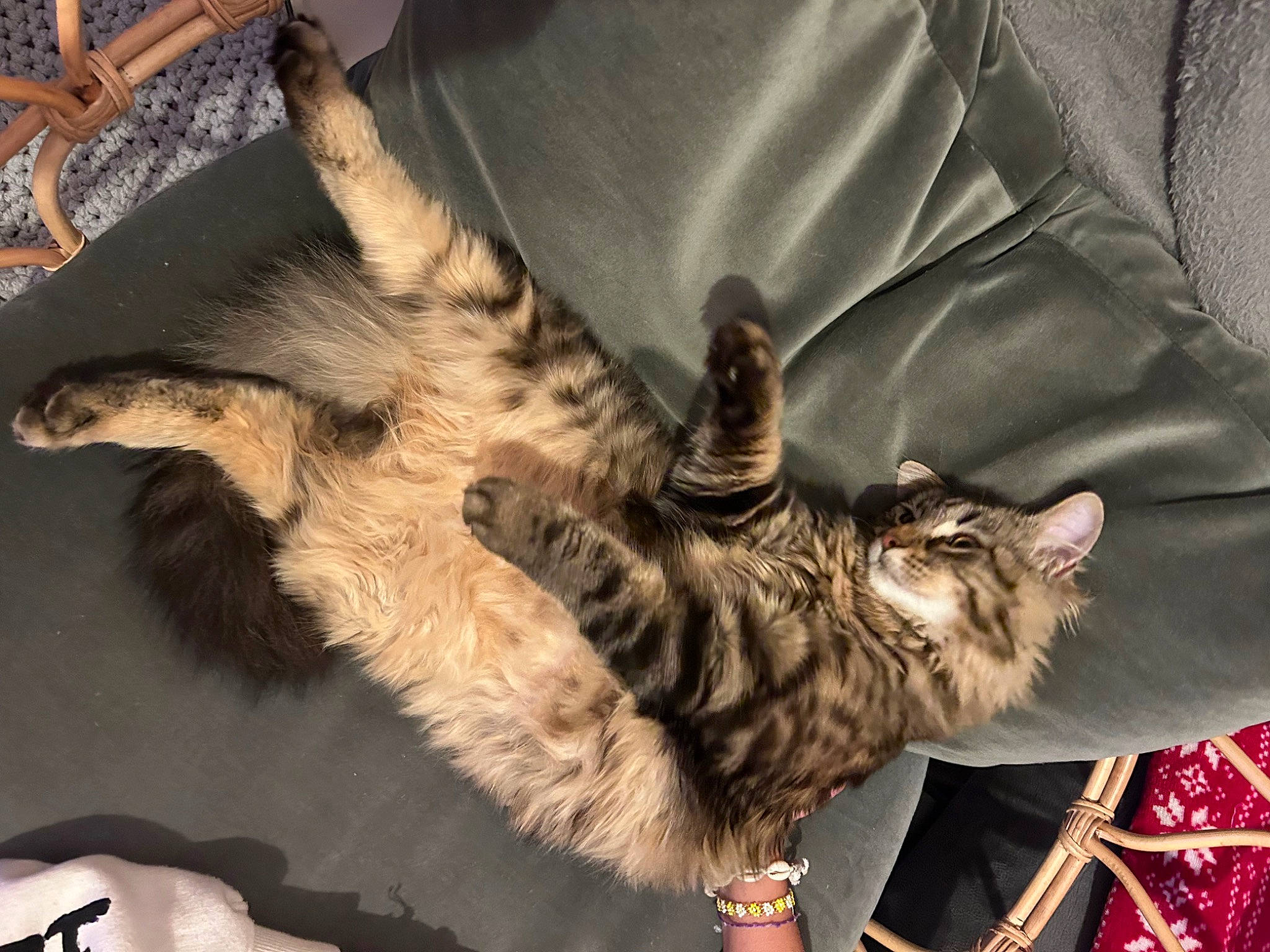 Hawaii participe au concours pour gagner de l'argent avec cette photo : bed, carnivore, cat, claw, comfort, domestic_short_haired_cat, fawn, felidae, fur, nap, paw, small_to_medium_sized_cats, tail, terrestrial_animal, whiskers