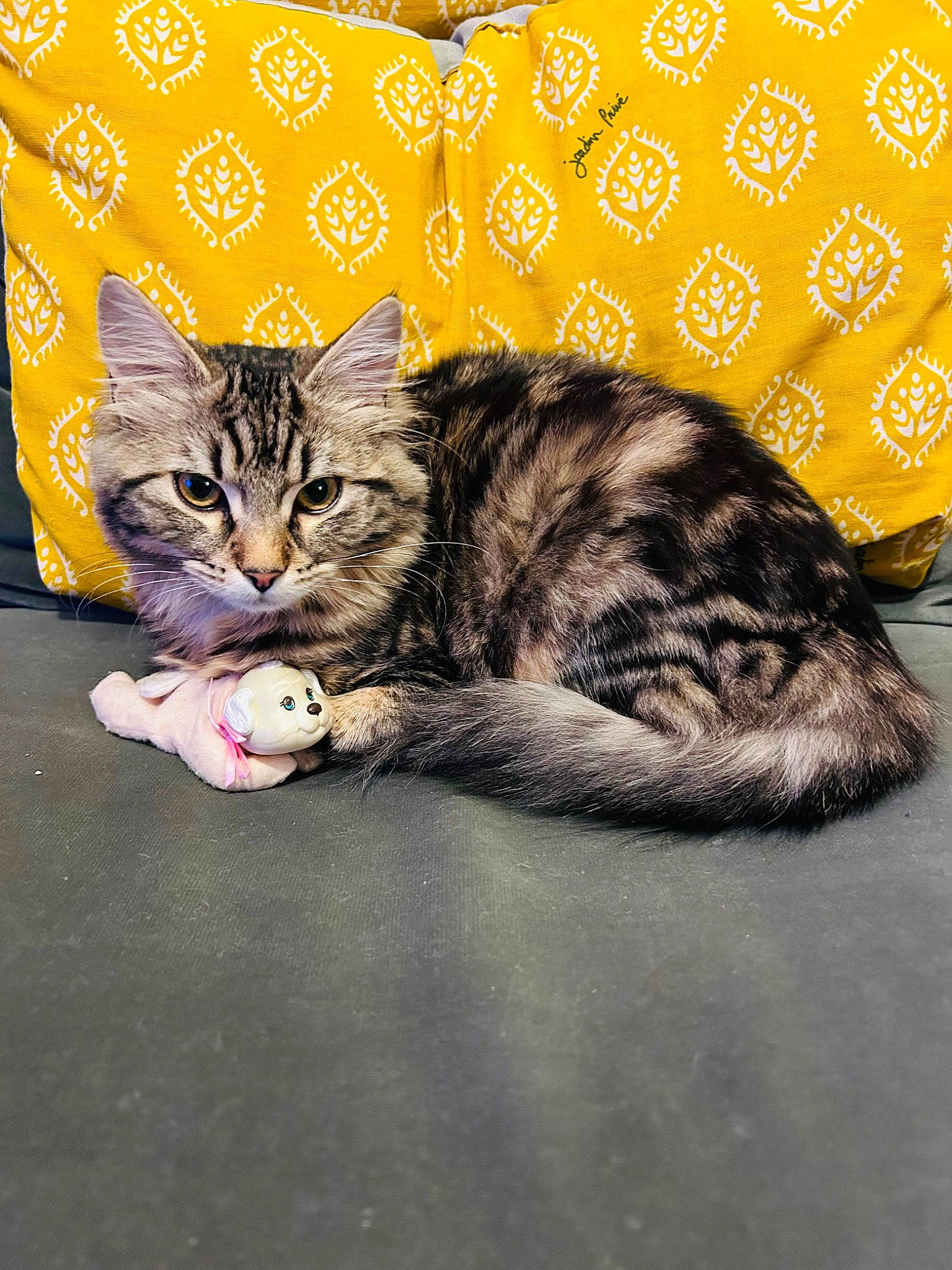 Hawaii participe au concours pour gagner de l'argent avec cette photo : art, carnivore, cat, claw, comfort, domestic_short_haired_cat, felidae, font, foot, fur, paw, photo_caption, sitting, small_to_medium_sized_cats, snout, tail, terrestrial_animal, whiskers