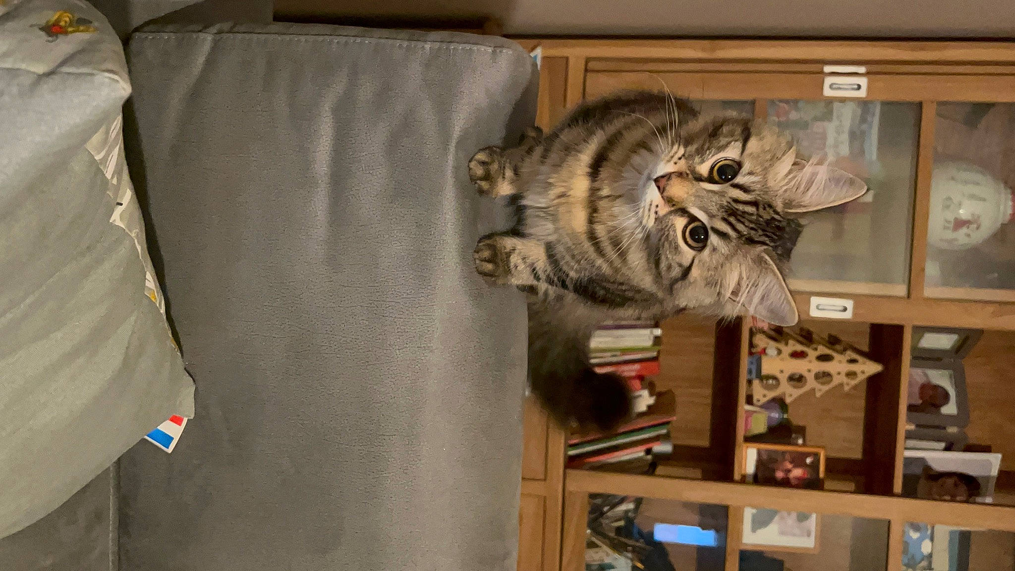 Hawaii a rejoint le concours — aidez-le/la à gagner de superbes lots ! bookcase, carnivore, cat, cat_supply, comfort, domestic_short_haired_cat, felidae, fur, room, shelf, shelving, small_to_medium_sized_cats, tail, terrestrial_animal, whiskers, wood