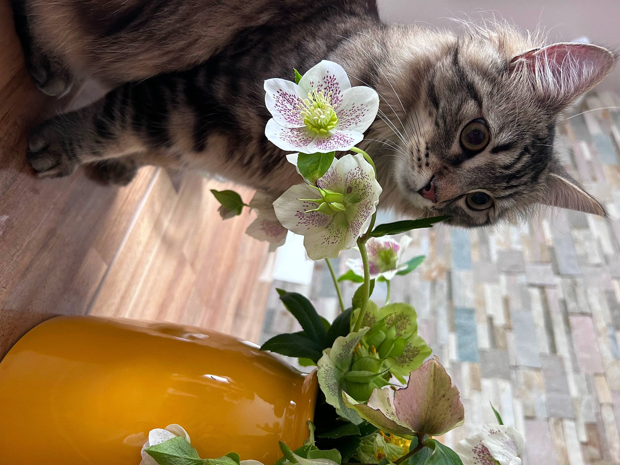 Hawaii a rejoint le concours — aidez-le/la à gagner de superbes lots ! carnivore, cat, cut_flowers, domestic_short_haired_cat, felidae, flower, flowering_plant, flowerpot, fur, green, houseplant, paw, pet_supply, petal, plant, serveware, small_to_medium_sized_cats, still_life_photography, tail, whiskers