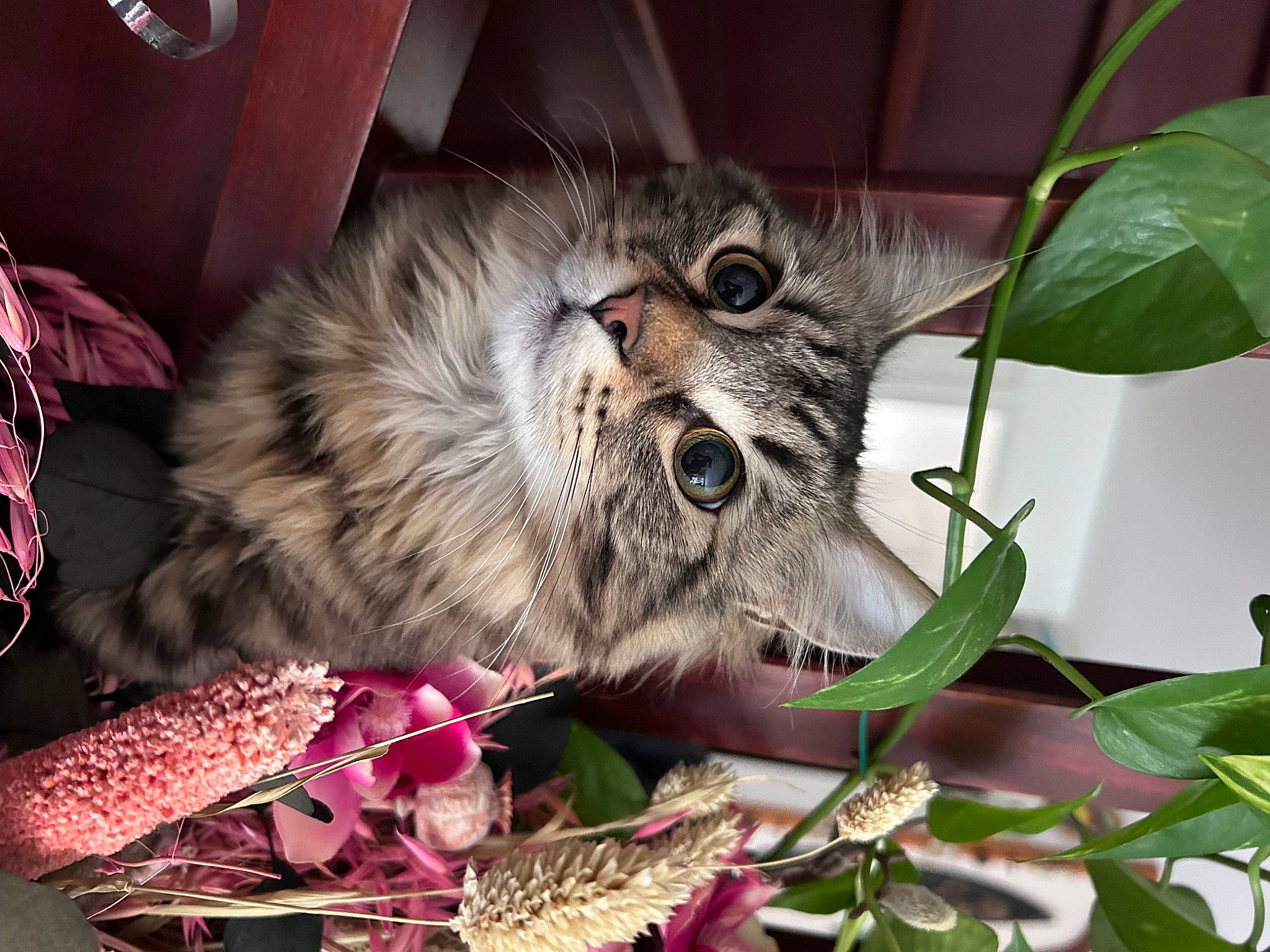 Hawaii participe au concours pour gagner de l'argent avec cette photo : carnivore, cat, claw, domestic_short_haired_cat, event, felidae, fur, grass, groundcover, herb, houseplant, plant, small_to_medium_sized_cats, snout, terrestrial_animal, terrestrial_plant, whiskers, wildlife