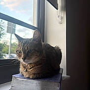 Marylin joined the competition — help win amazing prizes! cat, tabby_cat, book, window, windowsill, indoor, pet, feline, collar, bell, resting, calm, natural_light, animal, closeup, domestic_animal, side_view, quiet, home, curious
