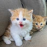 kitten, cat, feline, pets, cute, fluffy, blue_eyes, orange_and_white_fur, couch, indoor, young_animals, sitting, closeup, domestic_animal, two_animals, small, mammal, whiskers, playful, adorable