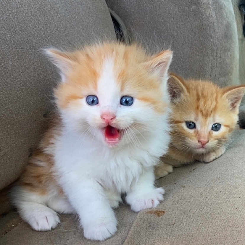 Simba is registered to the contest to win money with this photo: kitten, cat, feline, pets, cute, fluffy, blue_eyes, orange_and_white_fur, couch, indoor, young_animals, sitting, closeup, domestic_animal, two_animals, small, mammal, whiskers, playful, adorable