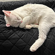 Sushi is registered to the contest to win money with this photo: cat, white_cat, sleeping, curled_up, pet, feline, fur, pink_nose, pink_paws, quilt, black_background, cozy, resting, domestic_animal, cute, animal, indoor, soft, quiet, peaceful