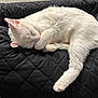 cat, white_cat, sleeping, curled_up, pet, feline, fur, pink_nose, pink_paws, quilt, black_background, cozy, resting, domestic_animal, cute, animal, indoor, soft, quiet, peaceful