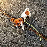 Bueno a rejoint le concours — aidez-le/la à gagner de superbes lots ! puppy, dog, leash, asphalt, outdoor, small_dog, brown_and_white, curious, pet, animal, young_dog, walking, texture, sunlight, cute, companion, canine, playful, adorable, standing