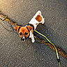 puppy, dog, leash, asphalt, outdoor, small_dog, brown_and_white, curious, pet, animal, young_dog, walking, texture, sunlight, cute, companion, canine, playful, adorable, standing