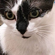 Minoushe a rejoint le concours — aidez-le/la à gagner de superbes lots ! big_eyes, black_and_white, cat, close_up, curious, cute, domestic_cat, face, feline, fur, fur_texture, green_eyes, indoor, macro, muzzle, nose, pet, portrait, stare, whiskers