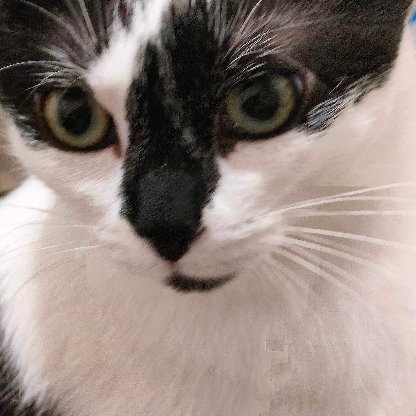 Minoushe a rejoint le concours — aidez-le/la à gagner de superbes lots ! big_eyes, black_and_white, cat, close_up, curious, cute, domestic_cat, face, feline, fur, fur_texture, green_eyes, indoor, macro, muzzle, nose, pet, portrait, stare, whiskers
