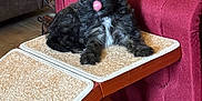 Fiesty is registered to the contest to win money with this photo: animal, black_fur, carpeted_ramp, cozy, cute, dog, floor, furniture, home, household, indoor, licking, pet, pet_crate, puppy, red_couch, small_dog, tongue_out, white_patch, wooden_floor