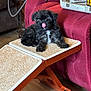 Fiesty is registered to the contest to win money with this photo: puppy, dog, black_fur, white_patch, carpeted_ramp, red_couch, wooden_floor, pet_crate, indoor, furniture, tongue_out, small_dog, cute, pet, home, animal, floor, household, licking, cozy