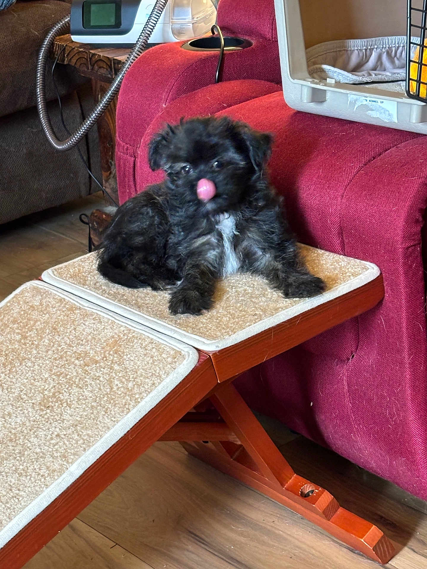 Fiesty is registered to the contest to win money with this photo: puppy, dog, black_fur, white_patch, carpeted_ramp, red_couch, wooden_floor, pet_crate, indoor, furniture, tongue_out, small_dog, cute, pet, home, animal, floor, household, licking, cozy