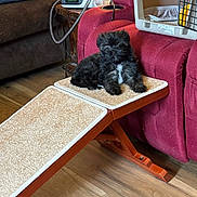 Fiesty joined the competition — help win amazing prizes! black_dog, brown_couch, canine, carpeted_ramp, cozy, dog, flooring, furniture, household, indoor, living_room, pet_accessory, pet_crate, puppy, ramp, red_couch, resting, small_dog, white_patch, wooden_floor