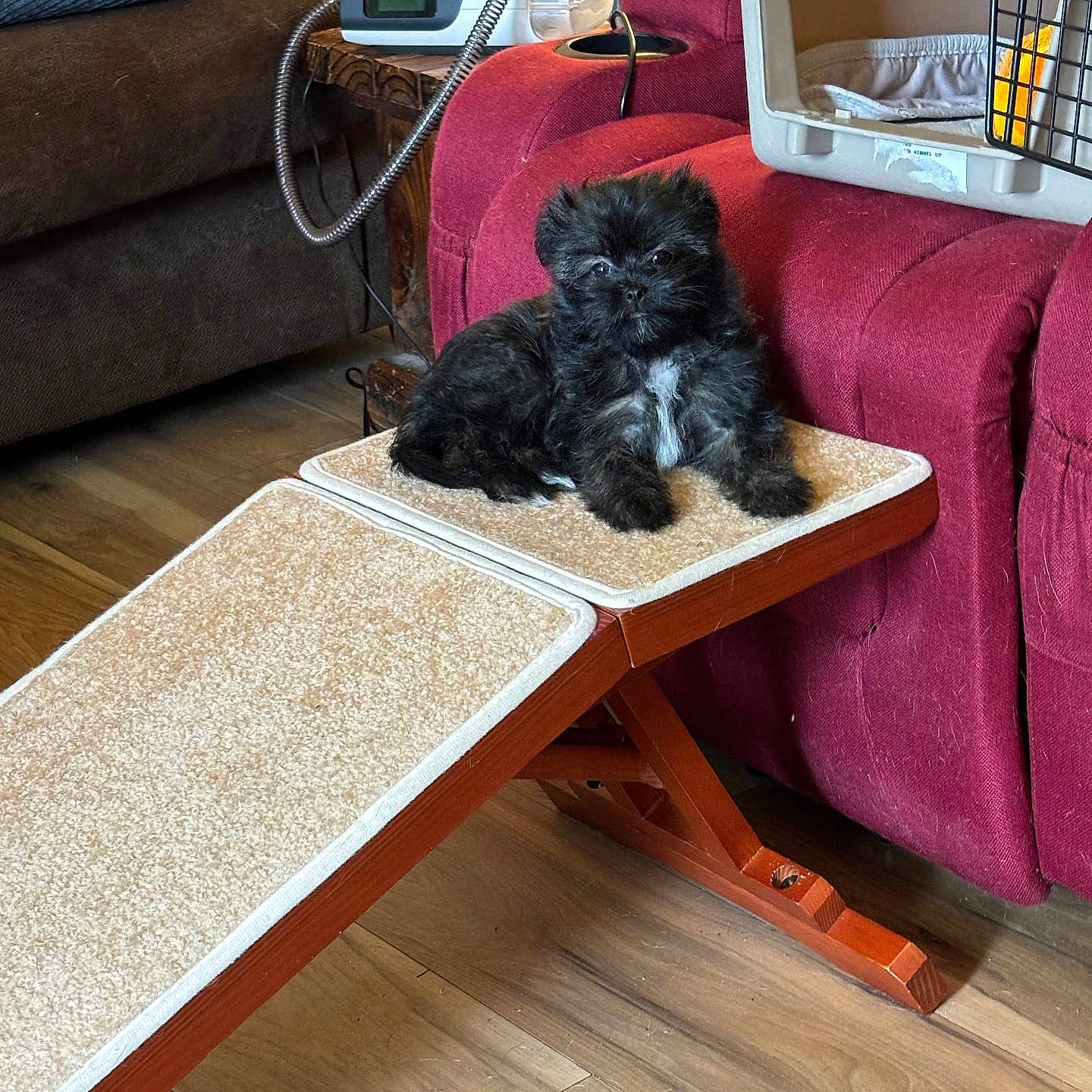 Fiesty joined the competition — help win amazing prizes! black_dog, brown_couch, canine, carpeted_ramp, cozy, dog, flooring, furniture, household, indoor, living_room, pet_accessory, pet_crate, puppy, ramp, red_couch, resting, small_dog, white_patch, wooden_floor