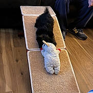 Fiesty is registered to the contest to win money with this photo: dog, stuffed_toy, ramp, carpet, wood_floor, couch, person, sneakers, play, indoor, pet, black_dog, toy, furniture, living_room, pants, comfort, fun, home, animal