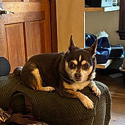 Casey joined the competition — help win amazing prizes! dog, small_dog, chihuahua, pet, indoor, couch, furniture, wooden_door, window, flooring, pet_crate, bag, relaxed, alert, brown_dog, white_markings, living_room, domestic, animal, companion_animal