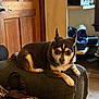 dog, small_dog, chihuahua, pet, indoor, couch, furniture, wooden_door, window, flooring, pet_crate, bag, relaxed, alert, brown_dog, white_markings, living_room, domestic, animal, companion_animal